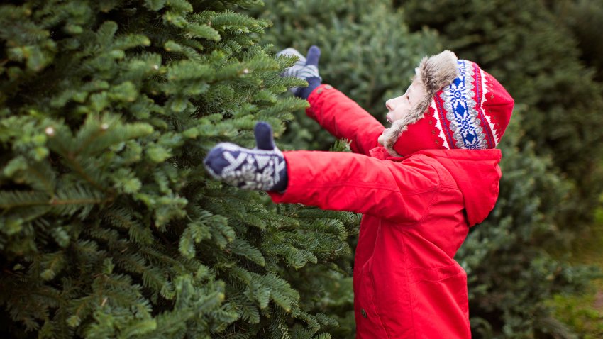 Consejos si vas a comprar un árbol navideño natural
