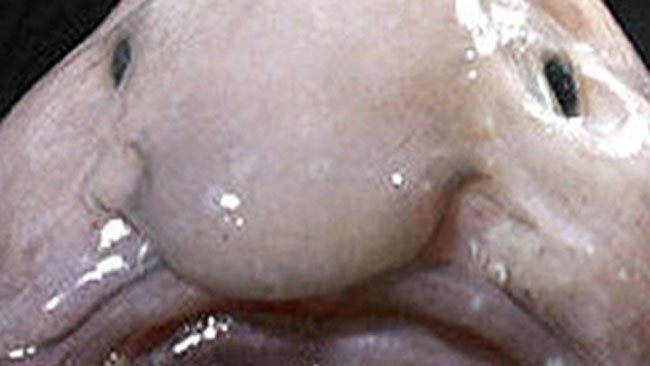 tlmd_blobfishnoaapuntogovss1