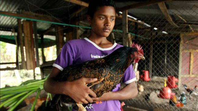 tlmd_gallina02082012