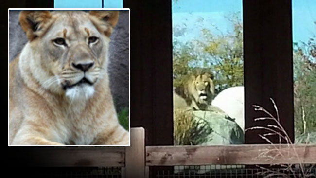 tlmd_leon_leona_zoo_dallas