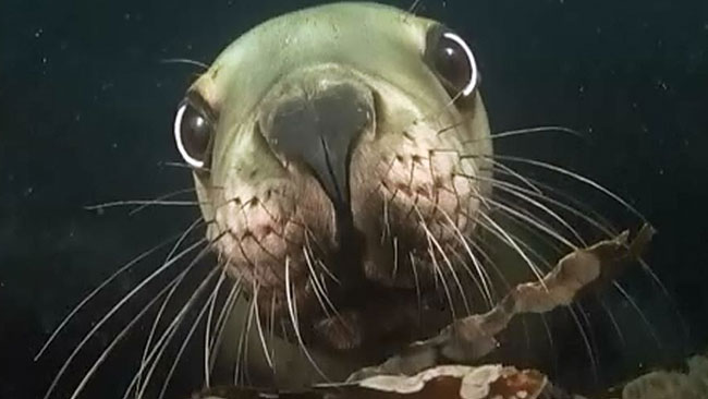 tlmd_luminous_sea_ok