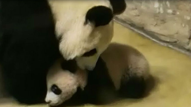 tlmd_panda_bebe_ok