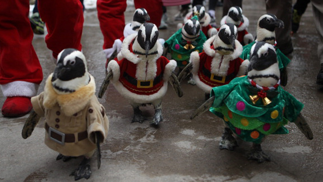 tlmd_pinguinos1
