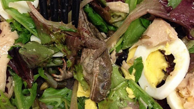 tlmd_rana_muerta_en_ensalada_st