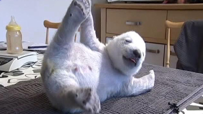 tlmd_siku_oso_polar