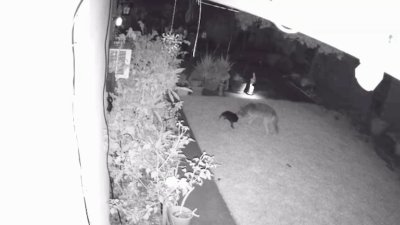 En video: un perro salva a otro durante aterrador ataque de un coyote