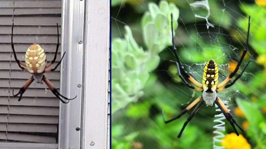 En Texas: ¿has visto una araña como esta en tu patio? – Telemundo ...