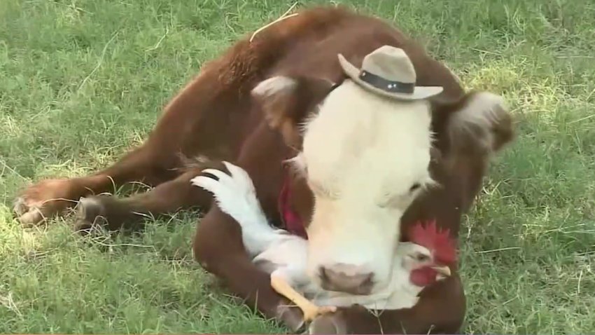 Viral: la tierna amistad que causa furor en redes sociales