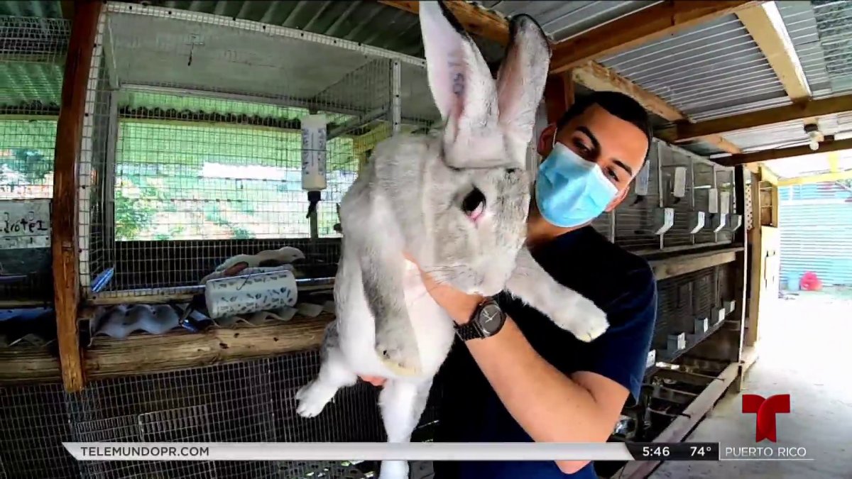 Dar derechos Bienes Labe Conejos gigantes de Flandes: una sensación en las redes sociales –  Telemundo Dallas (39)