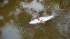 Investigan muerte de peces en aguas de University Park