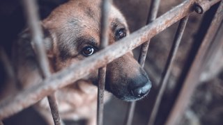 foto de un perro en una jaula.