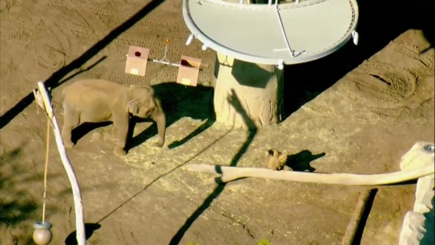 A shot captured of the San Diego Zoo's Elephant Odyssey on Friday afternoon.