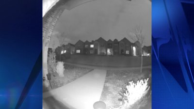 ¿Extraño avistamiento de coyotes en Irving?