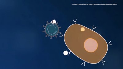Así funcionan las vacunas contra el COVID-19