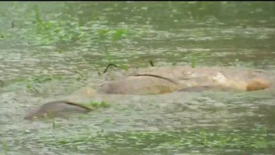 Inundaciones en Mansfield que hasta peces se salieron del cauce