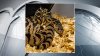 Zoológico de Fort Worth ayuda a liberar serpientes en peligro de extinción en Luisiana