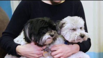Consejos a seguir para el cuidado de tus mascotas