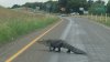 Inesperado: Aparece caimán en plena calle del condado Denton