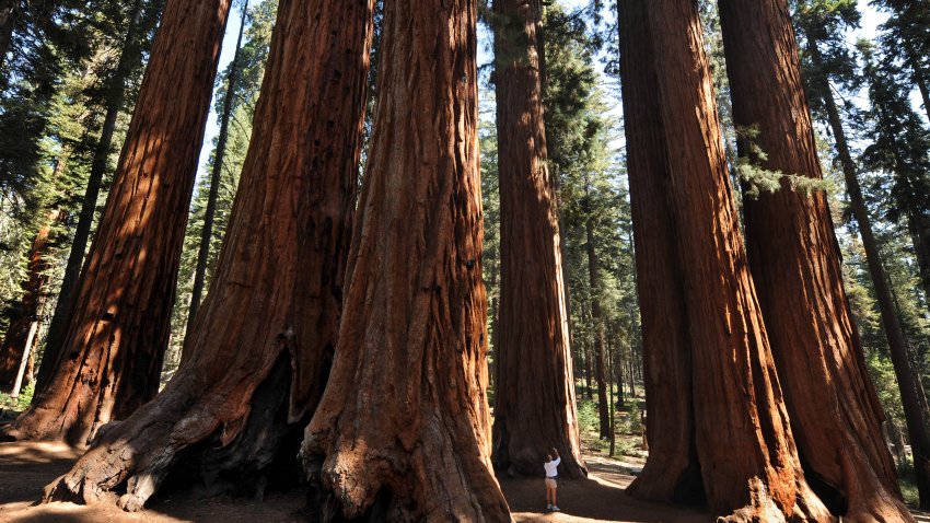 A woman stands amongst a grove of a Giant Sequoia trees in the Sequoia National Park in Central California on October 11, 2009. The Redwood trees which are native to California’s Sierra Nevada Mountains are the world’s largest by volume reaching heights of 274.9 feet (84.2 metres) and a ground level girth of 109 feet (33 metres). The oldest known Giant Sequoia based on it’s ring count is 3,500 years old.            AFP PHOTO/Mark RALSTON (Photo credit should read MARK RALSTON/AFP via Getty Images)