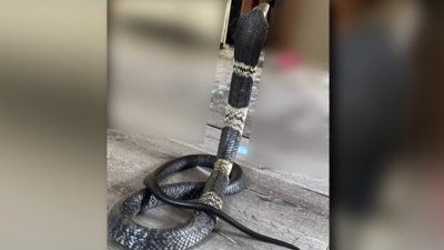 Alerta en Grand Prairie por cobra venenosa que se escapó de jaula