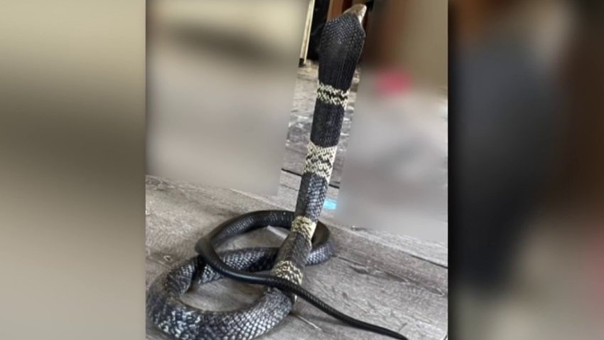 Alerta en Grand Prairie por cobra venenosa que se escapó de jaula