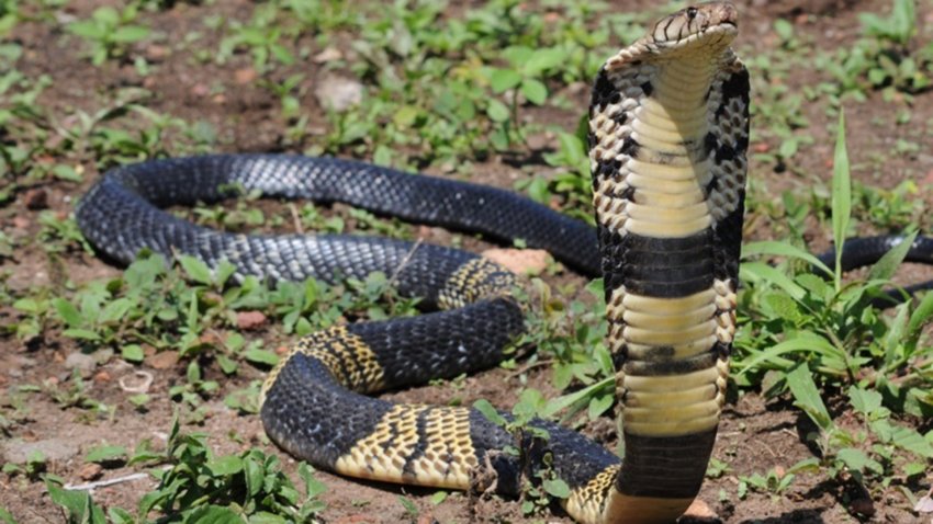 Buscan peligroso reptil en Grand Prairie
