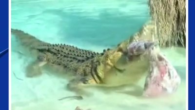 En Texas: Inmenso cocodrilo se come 40 libras de cerdo