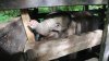 El triste final de la bebé elefante que perdió la mitad de su trompa en una trampa