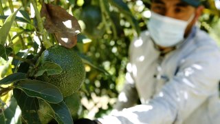 un hombre recolecta aguacates en méxico