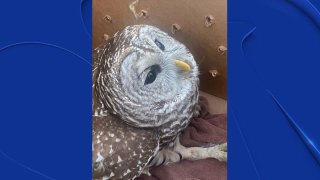 An injured owl is on the road to recovery after being saved by officers with the Kennedale Police Department.