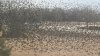 ¿Es algo normal? Aparecen cientos de pájaros en el norte de Texas