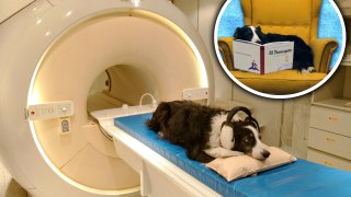 El perro Kun-Kun, uno de los participantes en las investigaciones sobre cómo distingue el cerebro de los perros los idiomas, en un escáner en la Universidad Elte de Budapest, Hungría.