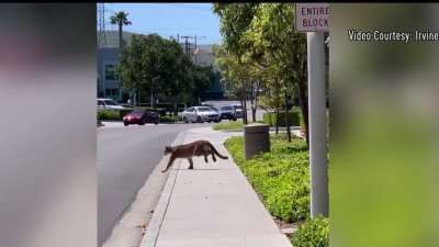 Felino salvaje se pasea por las calles y la gente pasa tremendo susto