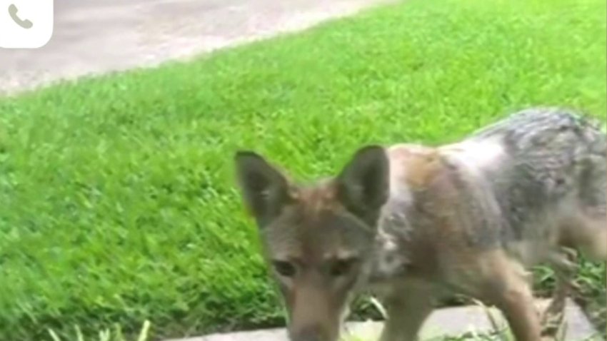 Alerta por un coyote en un vecindario de Dallas