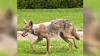 Crean línea en Dallas para reportar avistamiento de coyotes: ¿Cómo sigue el niño que fue atacado?
