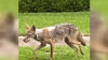 Crean línea en Dallas para reportar avistamiento de coyotes: ¿Cómo sigue el niño que fue atacado?