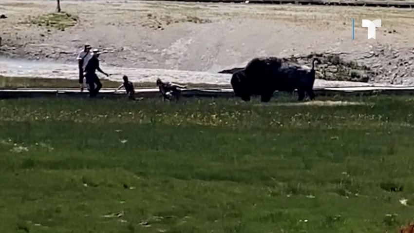 Bisonte enfurecido ataca y cornea a hombre que visitaba con su familia el parque Yellowstone