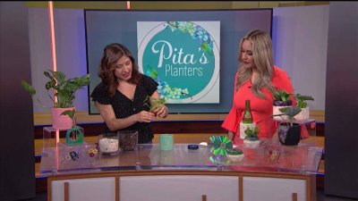 Acceso Total a Pitas Planters