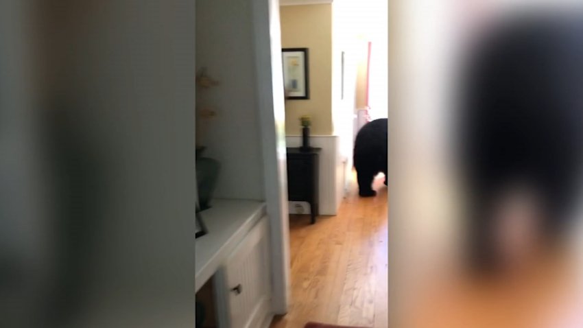 En video: se encuentra a un oso en su casa y así lo ahuyenta