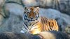 Zoológico de Dallas: “Tenemos a todos los tigres en custodia”