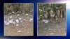 Misterio en el norte de Texas: Aparecen decenas de aves muertas