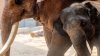 Elefantes deambulan sueltos en Tailandia