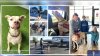 Video: perro se reúne con su familia luego de cinco años
