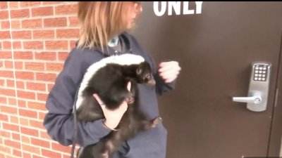 Cómo un zorrillo acabó siendo apoyo emocional para empleados de una línea de emergencia