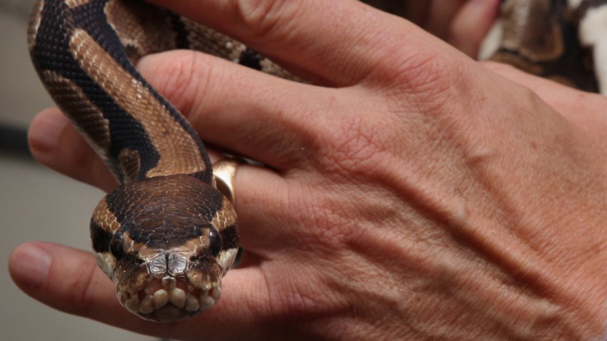 File image of a ball python