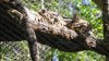 La leoparda nublada que estaba desaparecida del zoológico de Dallas vuelve a su hábitat con su hermana