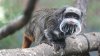 Desaparecen dos monos del Zoológico de Dallas