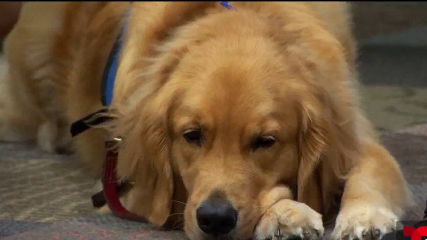 Aumenta la influenza canina en albergues de animales