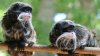 Arrestan a sospechoso de robarse dos monos del Dallas Zoo