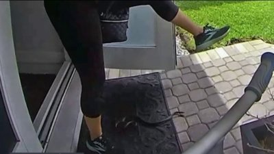 En video: mujer da un grito de película tras pisar una serpiente al salir de casa